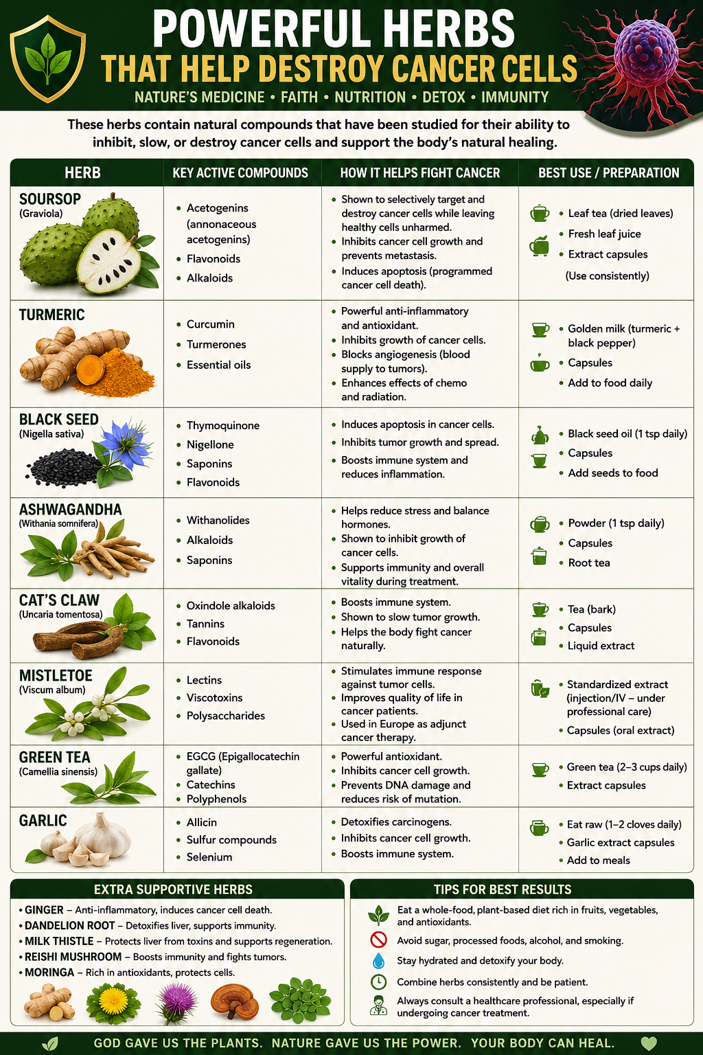 Powerful herbs that help destroy cancer cells